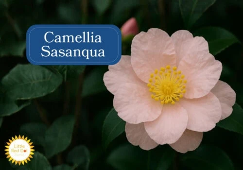 Camellia Sasanqua Inline 1000 x 700 Camellia Sasanqua Inline 1000 x 700