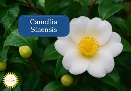 Camellia Sinensis Inline 1000 x 700 Camellia Sinensis Inline 1000 x 700