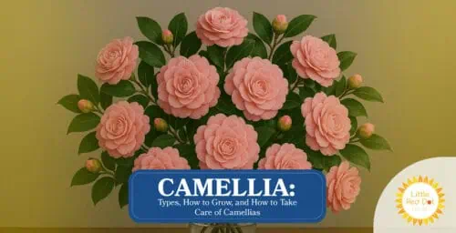 Camellia Types How to Grow and How to Take Care of Camellias Headline 1640 x 840 Camellia Types How to Grow and How to Take Care of Camellias Headline 1640 x 840