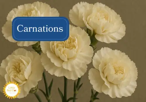 Carnations Inline 1000 x 700 Carnations Inline 1000 x 700