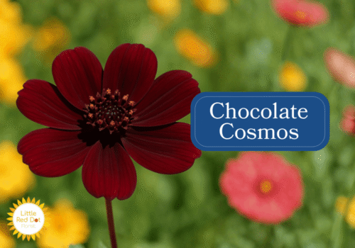 Chocolate Cosmos Inline 1000 x 700 Chocolate Cosmos Inline 1000 x 700