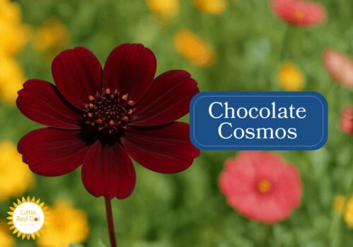 Chocolate Cosmos Inline 1000 x 700 Chocolate Cosmos Inline 1000 x 700