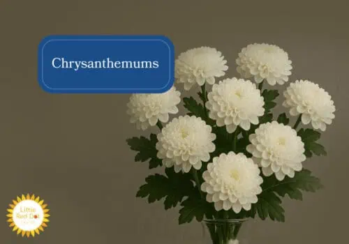 Chrysanthemums Inline 1000 x 700 Chrysanthemums Inline 1000 x 700
