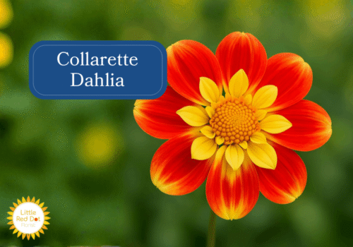 Collarette Dahlias Inline 1000 x 700 Collarette Dahlias Inline 1000 x 700