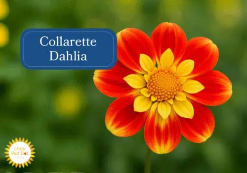 Collarette Dahlias Inline 1000 x 700 Collarette Dahlias Inline 1000 x 700