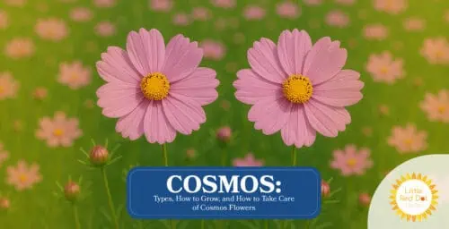 Cosmos Types How to Grow and How to Take Care of Cosmos Flowers Headline 1640 x 840 Cosmos Types How to Grow and How to Take Care of Cosmos Flowers Headline 1640 x 840