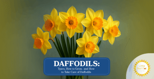 Daffodils Headline 1640 x 840 Daffodils Headline 1640 x 840