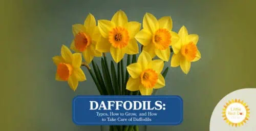 Daffodils Headline 1640 x 840 Daffodils Headline 1640 x 840