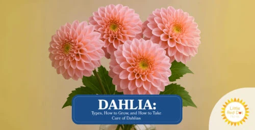 Dahlia Types How to Grow and How to Take Care of Dahlias Headline 1640 x 840 Dahlia Types How to Grow and How to Take Care of Dahlias Headline 1640 x 840