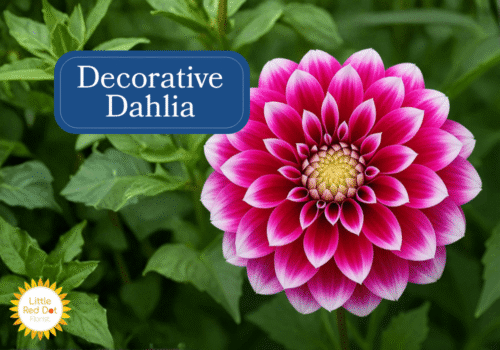 Decorative Dahlias Inline 1000 x 700 Decorative Dahlias Inline 1000 x 700