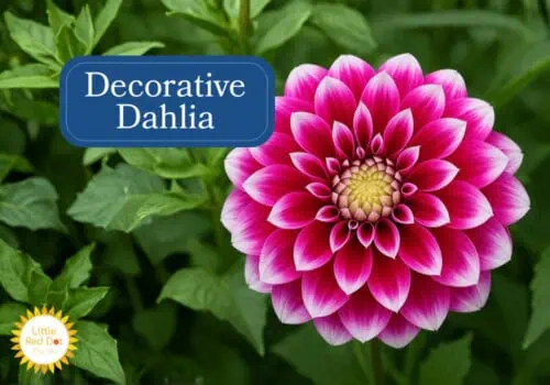 Decorative Dahlias Inline 1000 x 700 Decorative Dahlias Inline 1000 x 700