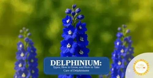 Delphinium Types How to Grow and How to Take Care of Delphiniums Headline 1640 x 840 Delphinium Types How to Grow and How to Take Care of Delphiniums Headline 1640 x 840