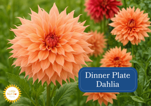 Dinner Plate Dahlias Inline 1000 x 700 Dinner Plate Dahlias Inline 1000 x 700