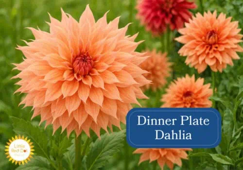 Dinner Plate Dahlias Inline 1000 x 700 Dinner Plate Dahlias Inline 1000 x 700