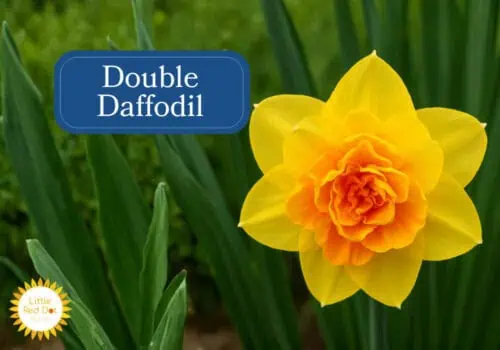 Double Daffodils Inline 1000 x 700 Double Daffodils Inline 1000 x 700