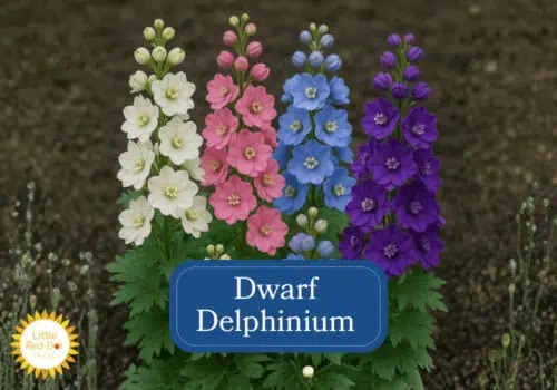 Dwarf Delphinium Inline 1000 x 700 Dwarf Delphinium Inline 1000 x 700