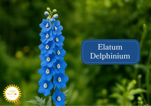 Elatum Delphinium Inline 1000 x 700 Elatum Delphinium Inline 1000 x 700