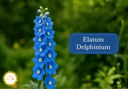 Elatum Delphinium Inline 1000 x 700 Elatum Delphinium Inline 1000 x 700