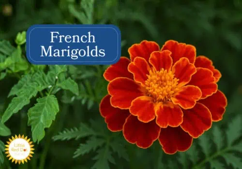 French Marigolds Inline 1000 x 700 French Marigolds Inline 1000 x 700