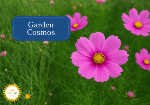 Garden Cosmos Inline 1000 x 700 Garden Cosmos Inline 1000 x 700