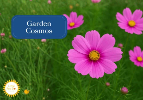Garden Cosmos Inline 1000 x 700 Garden Cosmos Inline 1000 x 700