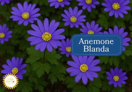 Grecian Windflower Anemone Inline 1000 x 700 Grecian Windflower Anemone Inline 1000 x 700