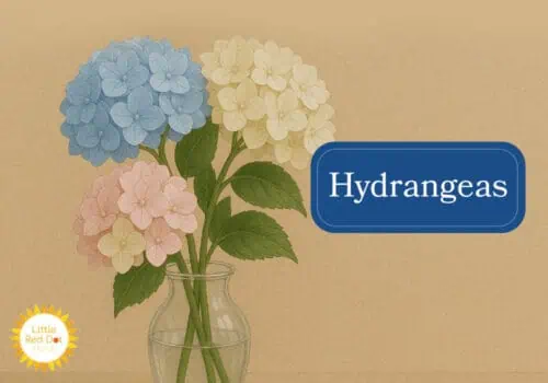 Hydrangeas Inline 1000 x 700 Hydrangeas Inline 1000 x 700