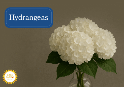 Hydrangeas Inline 1000 x 700 Hydrangeas Inline 1000 x 700