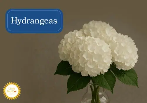 Hydrangeas Inline 1000 x 700 Hydrangeas Inline 1000 x 700