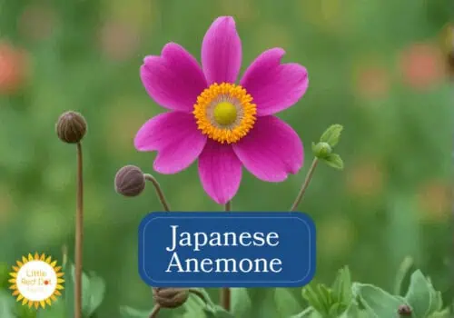 Japanese Anemone Inline 1000 x 700 Japanese Anemone Inline 1000 x 700