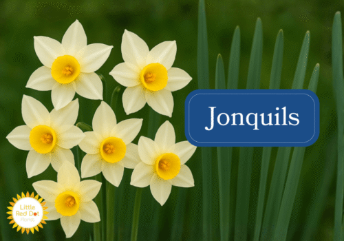 Jonquils Inline 1000 x 700 Jonquils Inline 1000 x 700
