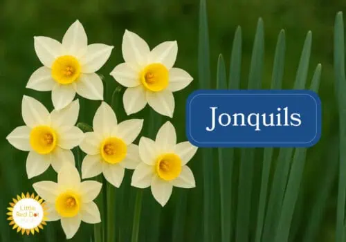 Jonquils Inline 1000 x 700 Jonquils Inline 1000 x 700