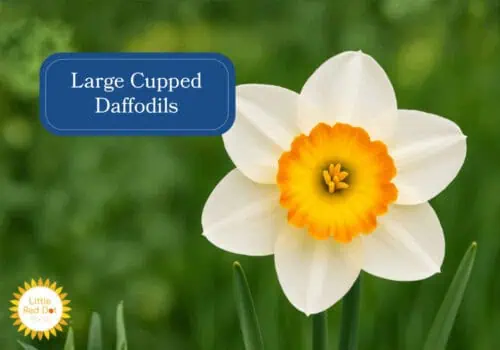 Large Cupped Daffodils Inline 1000 x 700 Large Cupped Daffodils Inline 1000 x 700