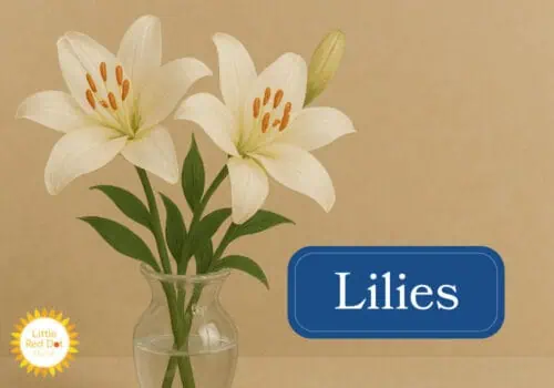 Lilies Inline 1000 x 700 Lilies Inline 1000 x 700
