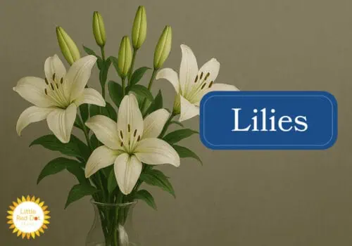 Lilies Inline 1000 x 700 Lilies Inline 1000 x 700