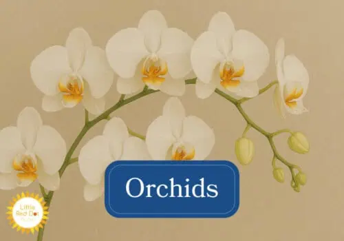 Orchids Inline 1000 x 700 Orchids Inline 1000 x 700