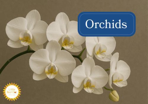 Orchids Inline 1000 x 700 Orchids Inline 1000 x 700