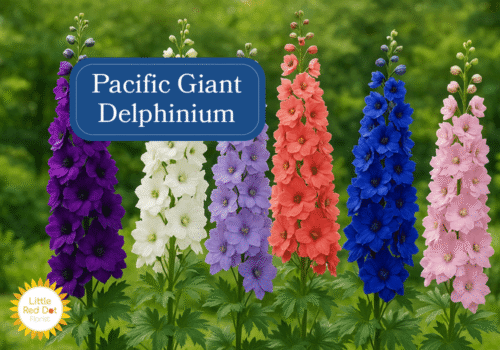 Pacific Giant Delphinium Inline 1000 x 700