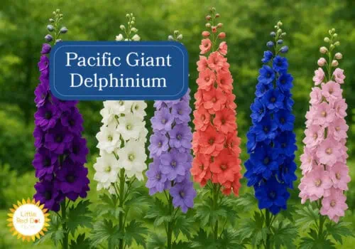 Pacific Giant Delphinium Inline 1000 x 700 Pacific Giant Delphinium Inline 1000 x 700