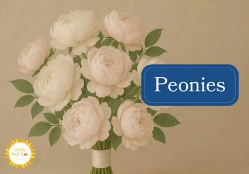 Peonies Inline 1000 x 700 Peonies Inline 1000 x 700