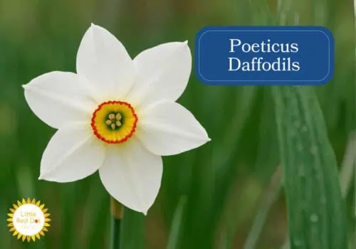 Poeticus Daffodils Poeticus Daffodils