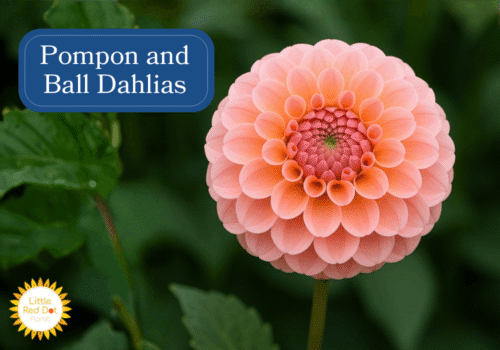 Pompon and Ball Dahlias Inline 1000 x 700 Pompon and Ball Dahlias Inline 1000 x 700