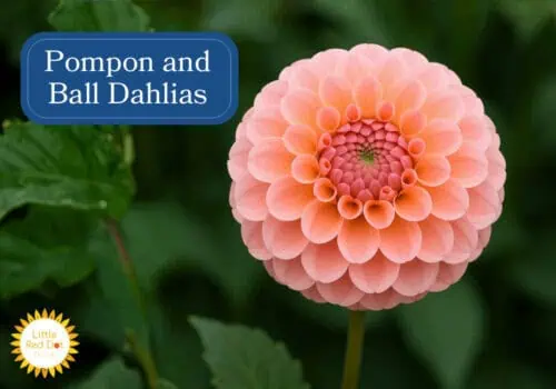 Pompon and Ball Dahlias Inline 1000 x 700 Pompon and Ball Dahlias Inline 1000 x 700