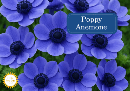 Poppy Anemone Inline 1000 x 700 Poppy Anemone Inline 1000 x 700