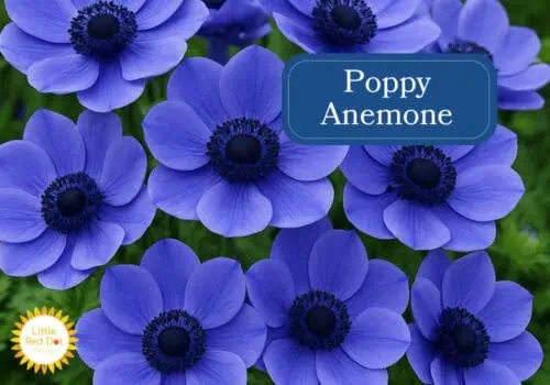 Poppy Anemone Inline 1000 x 700 Poppy Anemone Inline 1000 x 700