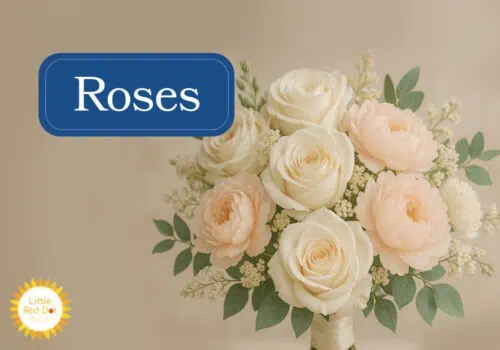 Roses Inline 1000 x 700 Roses Inline 1000 x 700