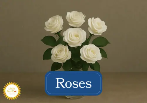 Roses Inline 1000 x 700 Roses Inline 1000 x 700