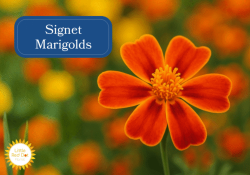 Signet Marigolds Inline 1000 x 700 Signet Marigolds Inline 1000 x 700