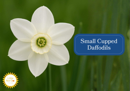 Small Cupped Daffodils Inline 1000 x 700 Small Cupped Daffodils Inline 1000 x 700
