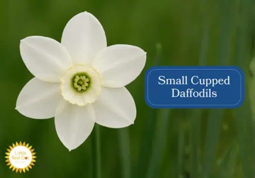 Small Cupped Daffodils Inline 1000 x 700 Small Cupped Daffodils Inline 1000 x 700